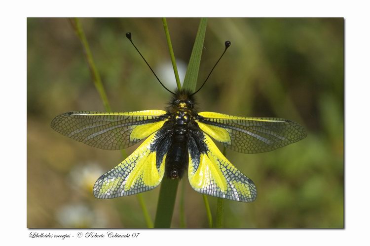 Libelloides latinus et coccajus (Planipennia, Ascalaphidae)